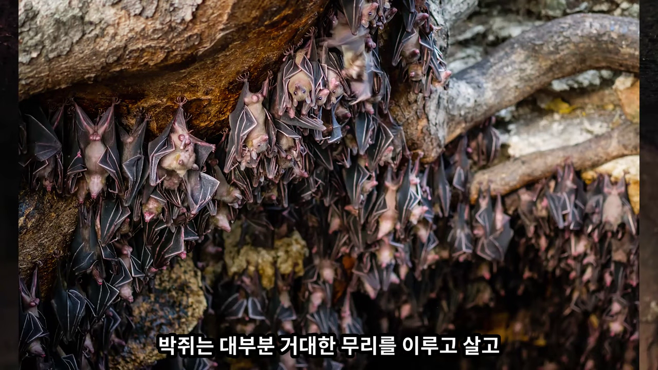 범고래파도 고래무지개 거미줄마을 박쥐면역력