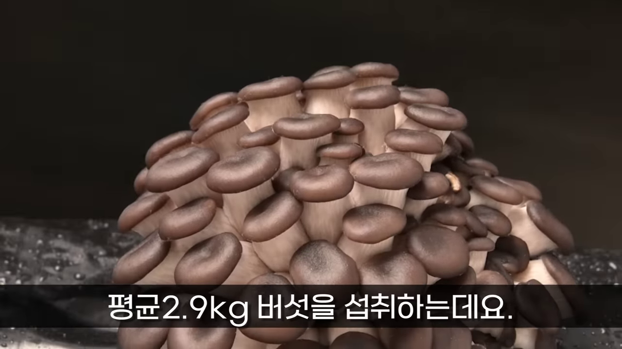 호주 버섯 한국 버섯 버섯 수출 해외에서 인기있는 한국제품 외국에서 인기있는 한국제품