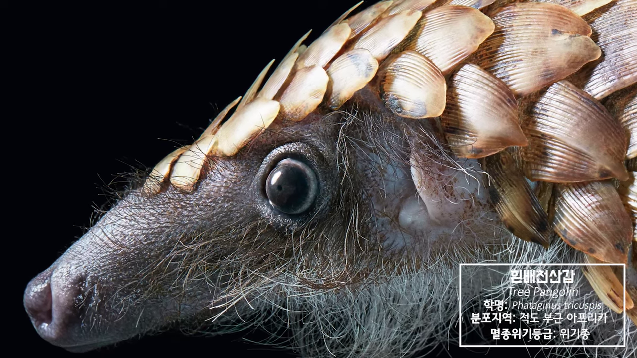 과학 멸종 동물 야생 침팬지 코뿔소 북극곰 쟁기거북 천산갑 독수리
