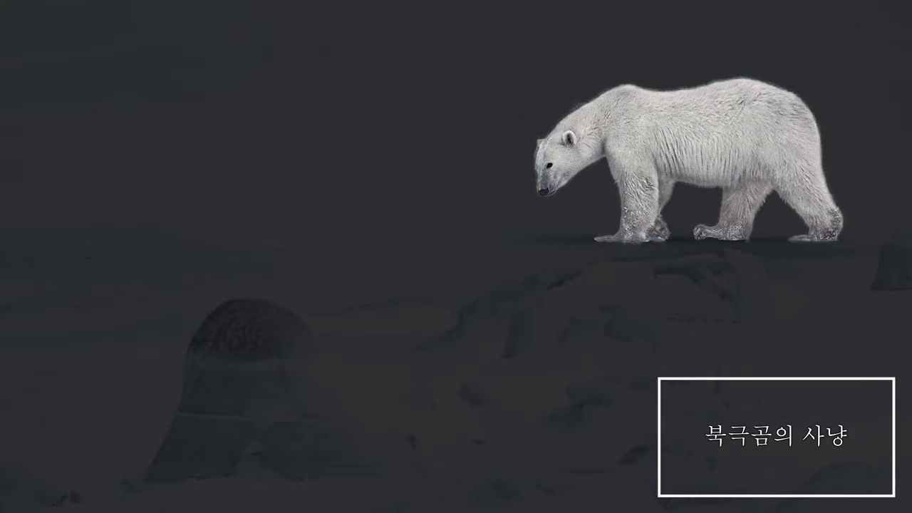 과학 멸종 동물 야생 침팬지 코뿔소 북극곰 쟁기거북 천산갑 독수리